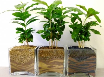 cây cảnh đẹp, cây cảnh để bàn, ô nhiễm không khí